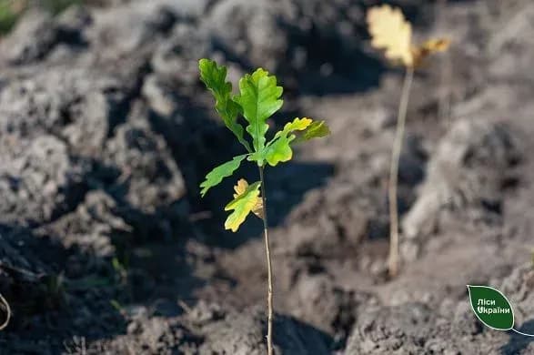Леса Украины больше чем на половину состоят из двух видов деревьев: назвали, какие