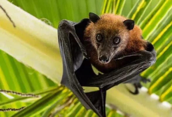 В Екваторіальній Гвінеї підтвердили 13 випадків лихоманки Марбург