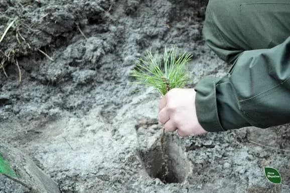 Проєкт із висадки мільярда дерев "Зелена країна": лісники назвали цифри