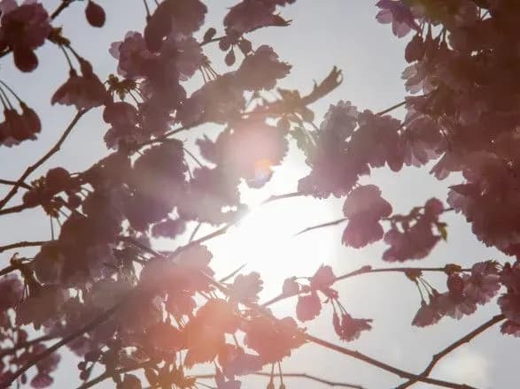 У Києві розквітли перші магнолії та сакури: де їх можна побачити
