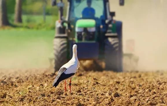 В Україні посіяно перші гектари кукурудзи - Мінагрополітики