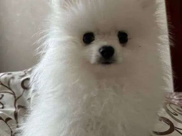 Смерть цуценяти на грумінгу в Білій Церкві: усі деталі події