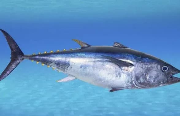 2 травня: що сьогодні відзначаємо