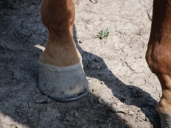 У США 15-річна наїзниця загинула під час змагань після падіння на неї коня