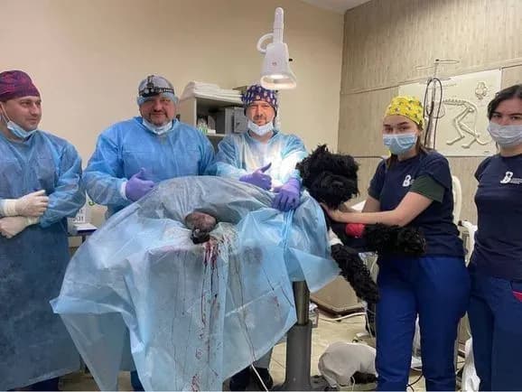 У Харкові вперше поставили протез собаці, постраждалому внаслідок російського обстрілу