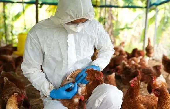 У Бразилії підтверджено перший в історії випадок пташиного грипу у диких птахів