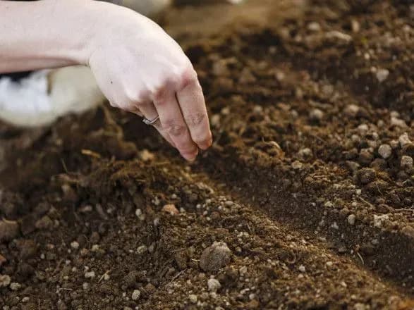 Посівний календар на червень — щоб врожай був багатим