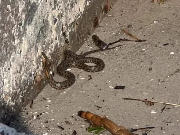 Змії, тритони, ондатри: директор зоопарку показав, яких тварин приносить до берега Одещини з Херсону