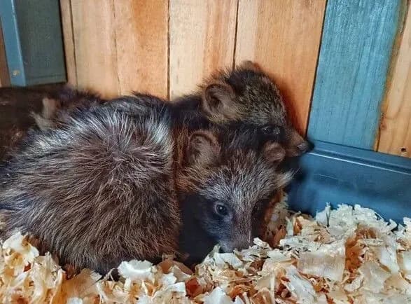 Одеський зоопарк прихистив вже понад 200 тварин, яких віднесло водою з Херсонщини: подальша доля врятованих звірів
