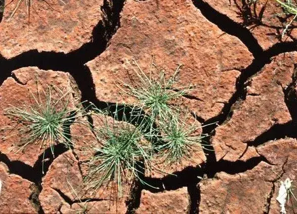 ООН: 40% земель планети деградували