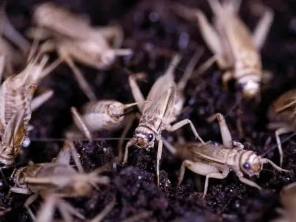 На штат Невада налетіла велика кількість мормонських цвіркунів, які вкрили дороги та будівлі