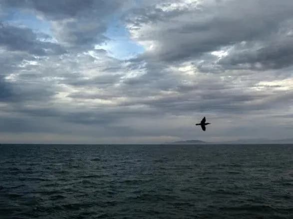 У Мексиці масово гинуть птахи: ймовірно, причина у потеплінні Тихого океану