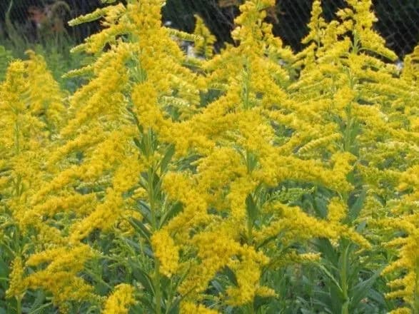 Международный день амброзии, День против отказа от домашних животных. Что еще можно отметить 24 июня