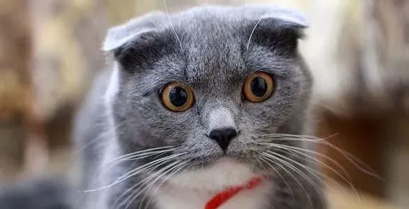 Чому коти та собаки передчувають загрозу ракетного удару: відповідь ветеринара