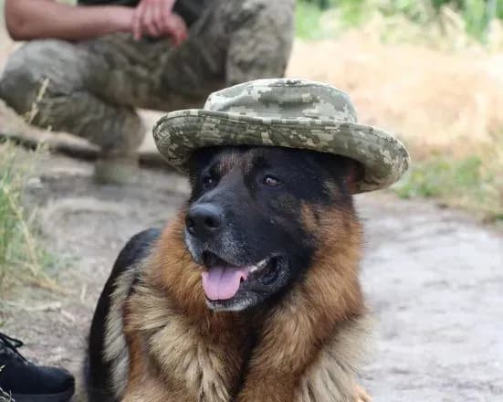 Прикордонники опублікували світлини своїх чотирилапих помічників