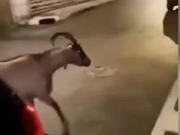 "В центре Парижа три льва": французы напуганы якобы бегством диких животных из зоопарка на фоне протестов