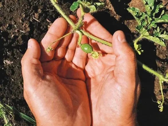 Молодший брат херсонського: на Одещині показали кавуна