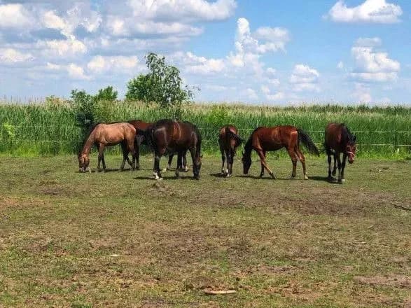 На Сумщині місцевий підприємець на грантові кошти планує відкрити центр іпотерапії