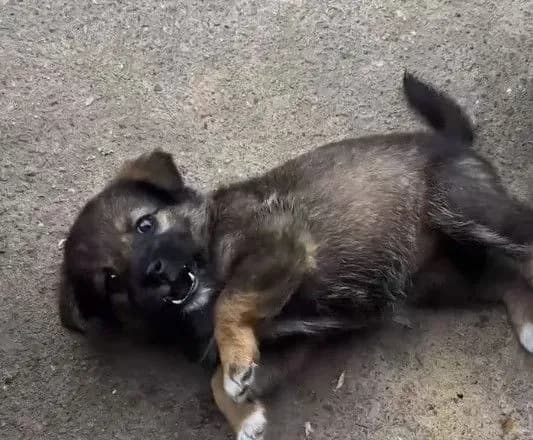 Собака-приставака причепилася до працівниці прикордонної служби