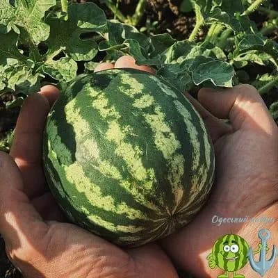 Кіпер показав, як росте одеський кавун