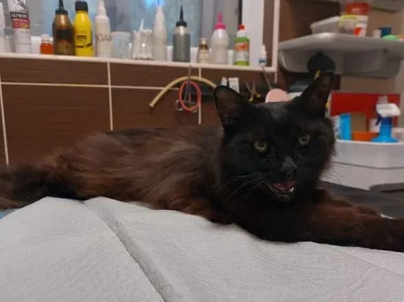 З-під завалів у Львові на 11 день рятувальної операції дістали кота