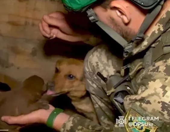 Прикордонники показали яке пухнасте "підкріплення" до них прийшло на передову