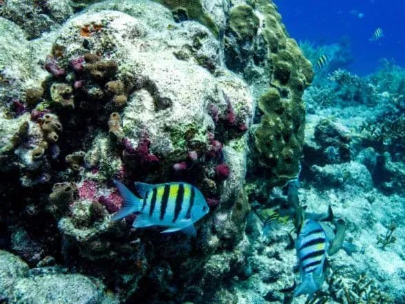 Світовий океан встановив новий температурний рекорд