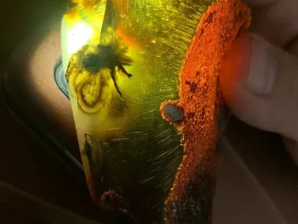 На Рівненщині знайшли бурштиновий камінь із застиглою всередині комахою – знахідці десятки мільйонів років