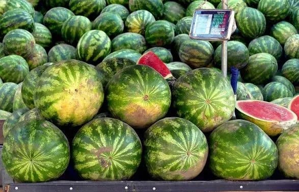 Одещина в лідерах зі збору площ кавунів