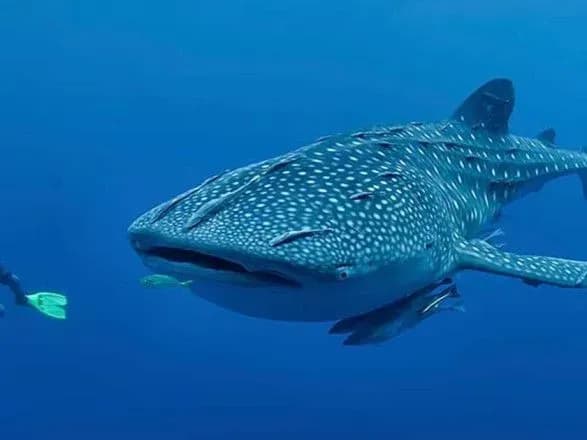 Міжнародний день китової акули, День Франкенштейна. Що ще можна відзначити 30 серпня