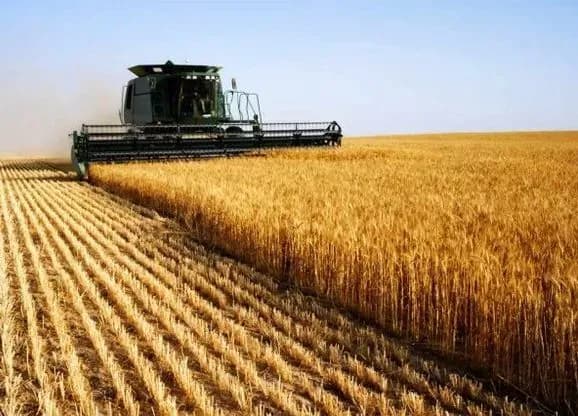 Агропідприємства МХП завершили збір ранніх зернових