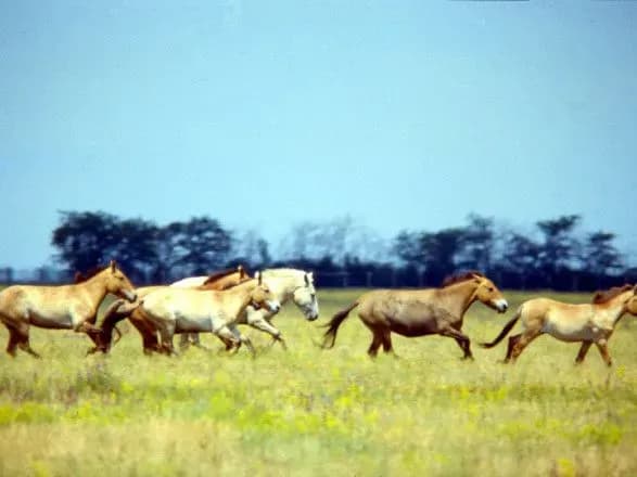 Пожежа в заповіднику "Асканія-Нова": вогонь охопив 7 гектарів території