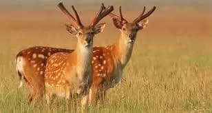 Заповедник "Аскания-Нова" снова в огне: с начала полномасштабного вторжения пожары уничтожили 3,5 тыс. га