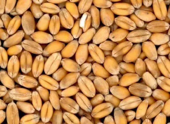 Туреччина підготувала новий пакет пропозицій щодо відновлення зернової угоди. Ердоган сподівається на результат у найкоротший час