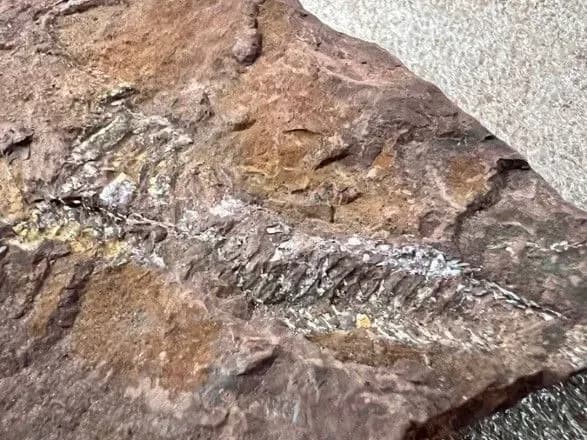 З України до США хотіли вивезти камені віком 407 млн років з відбитками вимерлих риб