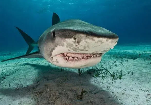 Акули нападають на серфінгістів після того, як з'їдають кокаїн — ЗМІ