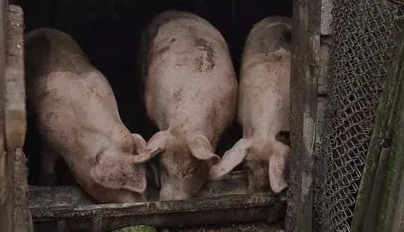 #Варто "РобиТИ своє": воїн ЗСУ збудував ферму на 100 голів свиней