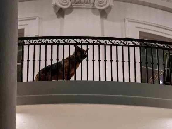 Вівчарку Байдена виселили з Білого дому: вона регулярно кусала агентів Секретної служби