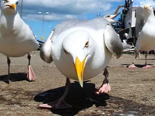 У Венеції закрили аеропорт та скасовували рейси через зграю чайок