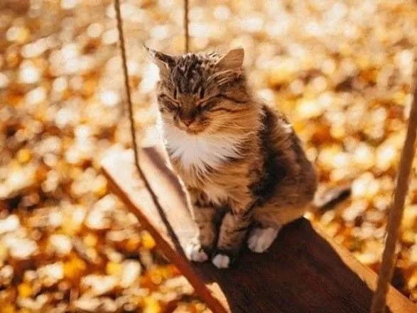 Осеннее тепло в Киеве установило рекорд