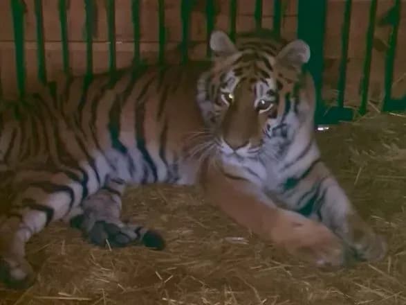 Впала і не може піднятися: через ракетну атаку рф на Київщину постраждала тигриця