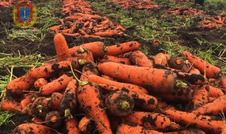 Kiper announces completion of vegetable harvest in Odesa region: the region is 100% supplied