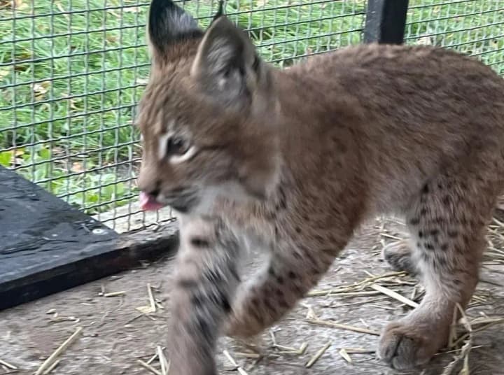 A Red Book lynx sold on OLX has found its feet 