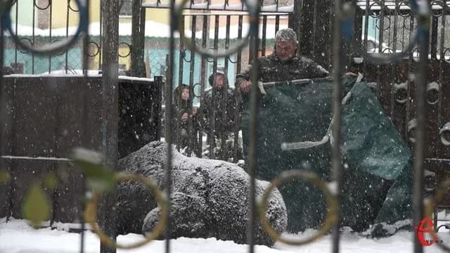 Ведмідь Балу з Хмельницького переїхав жити на Синевір