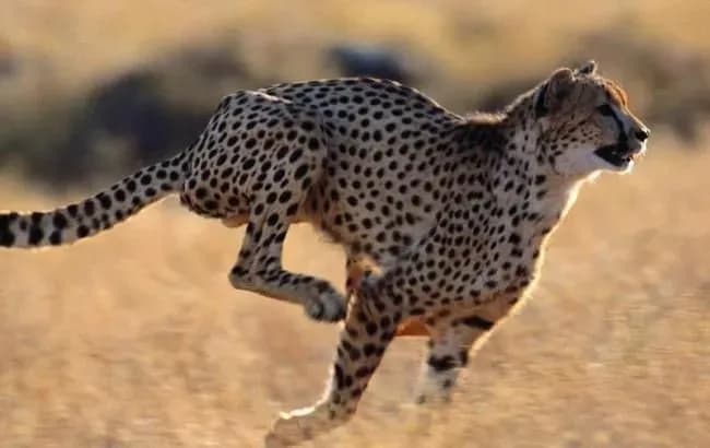 December 4: International Cheetah Day, Banking Day