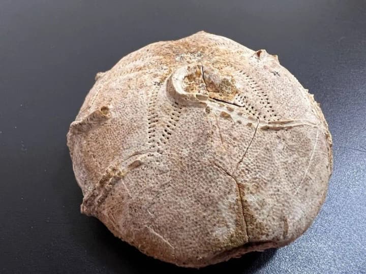 З України хотіли вивезти унікальну палеонтологічну знахідку юрського періоду