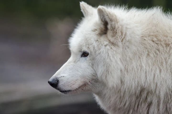 The EU has taken the first step towards allowing wolf hunting