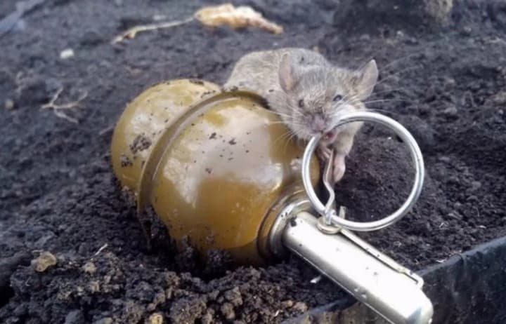 Rodents at the front create problems for the military - British intelligence