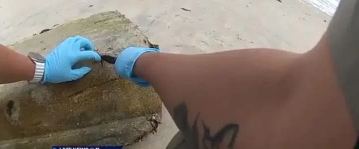 Packages with 124 kg of cocaine washed up on the beach in Australia