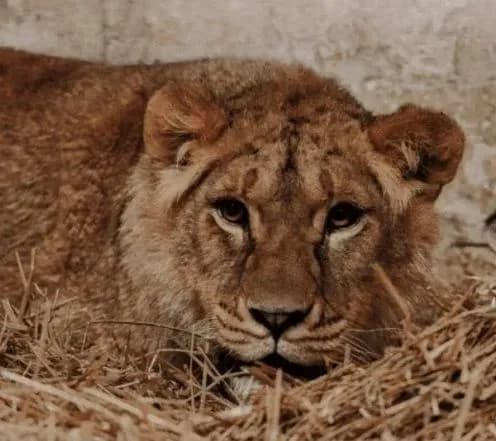 Атака рф: на Киевщине львица получила серьезную контузию